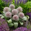 VAN ZYVERDEN Allium Karataviense Bulbs (Set of 7)