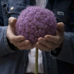 VAN ZYVERDEN Allium Giganteum Bulbs -VAN ZYVERDEN shop van zyverden flower bulbs 87125 4f 1000