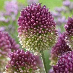 VAN ZYVERDEN Allium Sphaerocephalon Bulbs (Set of 25) -VAN ZYVERDEN shop van zyverden flower bulbs 87127 4f 1000