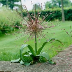 VAN ZYVERDEN Allium Schubertii Bulbs (Set of 3)