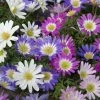 VAN ZYVERDEN Wind Flowers Bulbs Anemone Blanda Mixed (Set of 25) 2 VAN ZYVERDEN Wind Flowers Bulbs Anemone Blanda Mixed (Set of 25) -VAN ZYVERDEN shop van zyverden flower bulbs 87130 64 1000