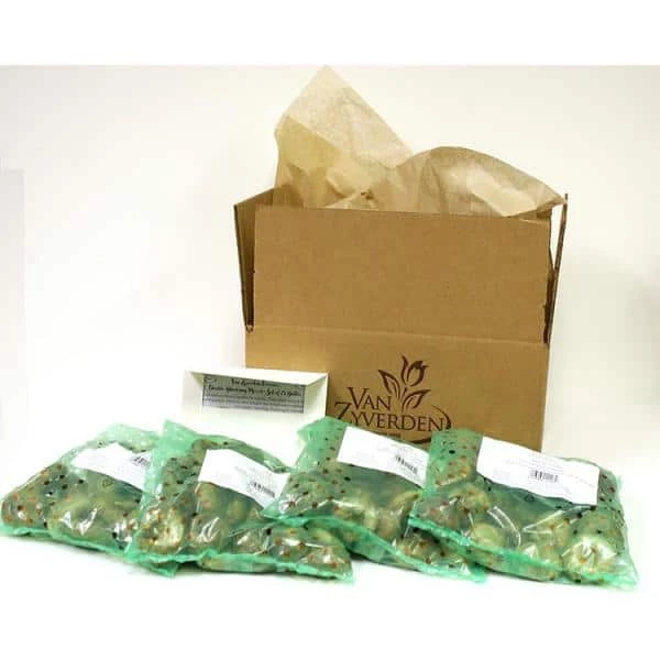 VAN ZYVERDEN Wind Flowers Bulbs Anemone Blanda Mixed (Set of 100) 5 VAN ZYVERDEN Wind Flowers Bulbs Anemone Blanda Mixed (Set of 100) - Image 3