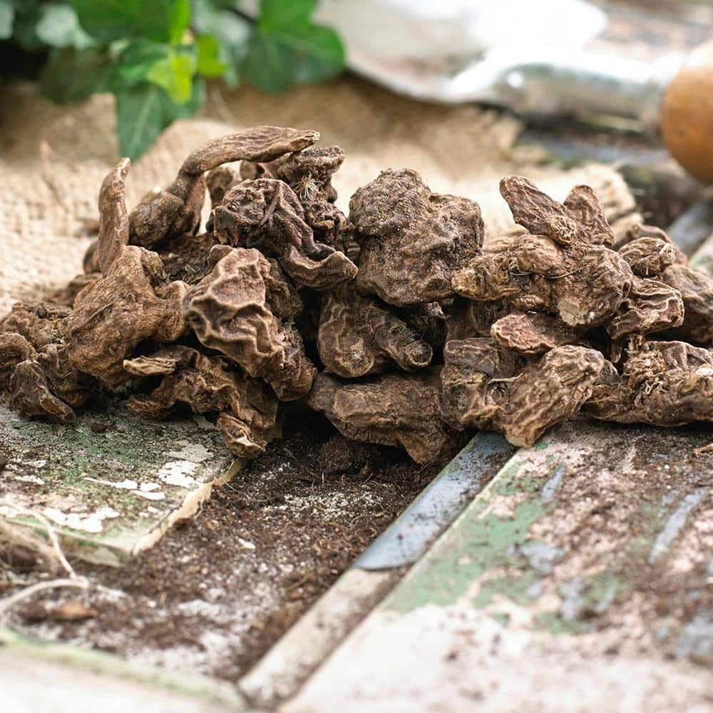 VAN ZYVERDEN Wind Flowers Bulbs Anemone Blanda Mixed (Set of 100) 4 VAN ZYVERDEN Wind Flowers Bulbs Anemone Blanda Mixed (Set of 100) - Image 2