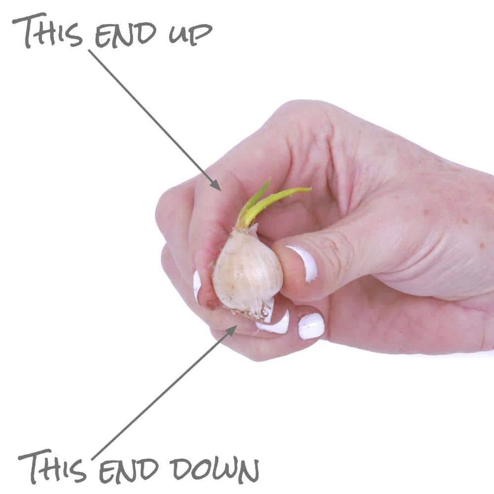 VAN ZYVERDEN Allium Rosy Dream Set of 12 Bulbs 7 VAN ZYVERDEN Allium Rosy Dream Set of 12 Bulbs - Image 5