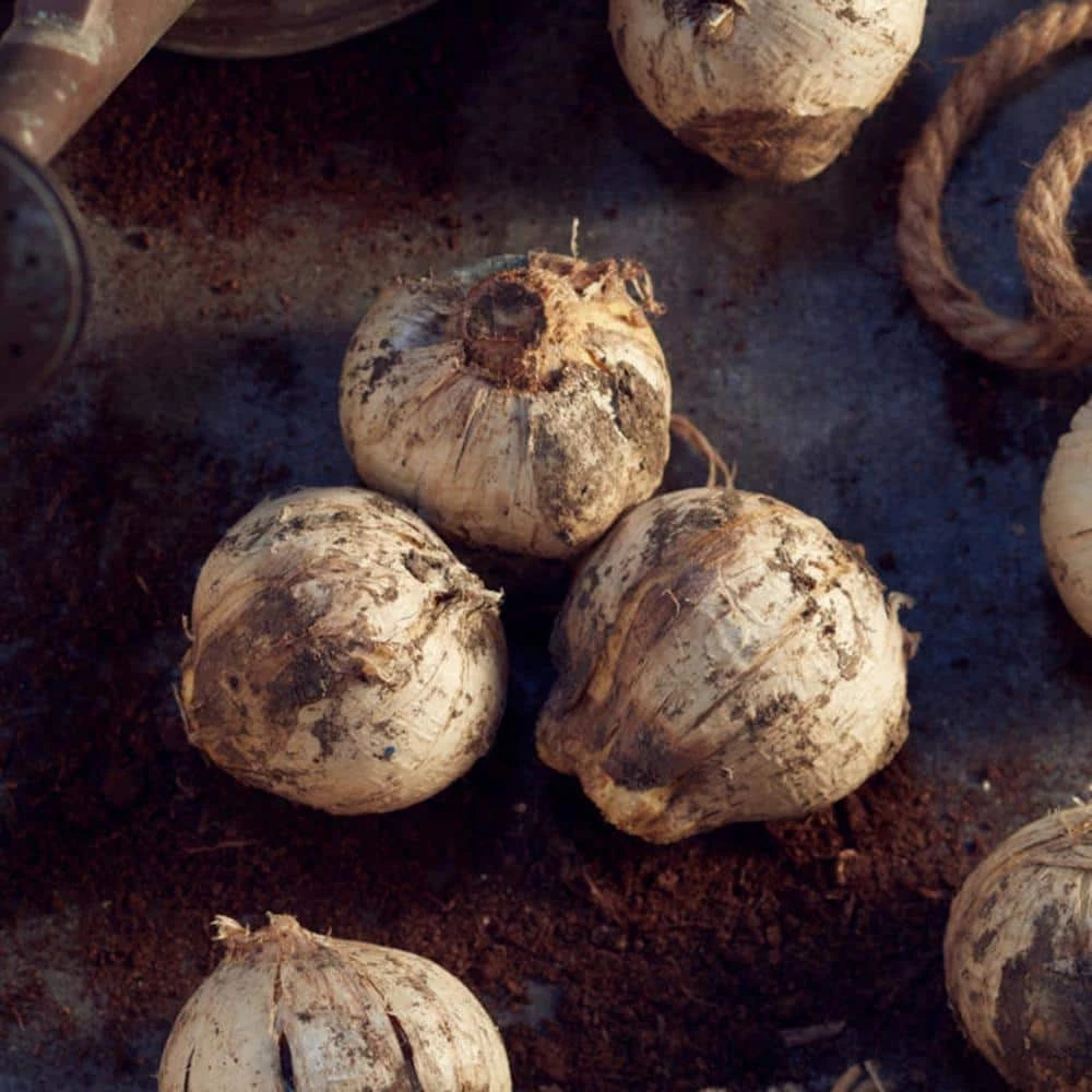 VAN ZYVERDEN Allium Rosy Dream Set of 12 Bulbs 5 VAN ZYVERDEN Allium Rosy Dream Set of 12 Bulbs - Image 3