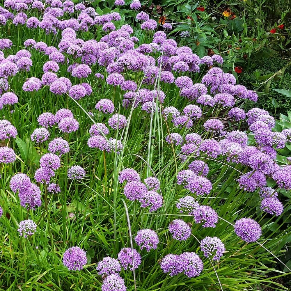 VAN ZYVERDEN Allium Rosy Dream Set of 12 Bulbs 3 VAN ZYVERDEN Allium Rosy Dream Set of 12 Bulbs
