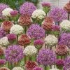 VAN ZYVERDEN Allium Blend for Collectors Bulbs (Set of 25) -VAN ZYVERDEN shop van zyverden flower bulbs 87140 64 1000