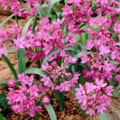 VAN ZYVERDEN Allium Blend Bulbs (100-Pack) -VAN ZYVERDEN shop van zyverden flower bulbs 87143 1f 1000