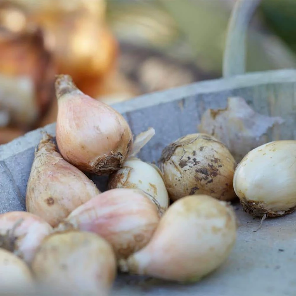 VAN ZYVERDEN Allium Collection Bulbs (150-Pack) 6 VAN ZYVERDEN Allium Collection Bulbs (150-Pack) - Image 4