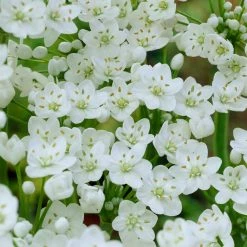 VAN ZYVERDEN Allium Collection Bulbs (150-Pack)