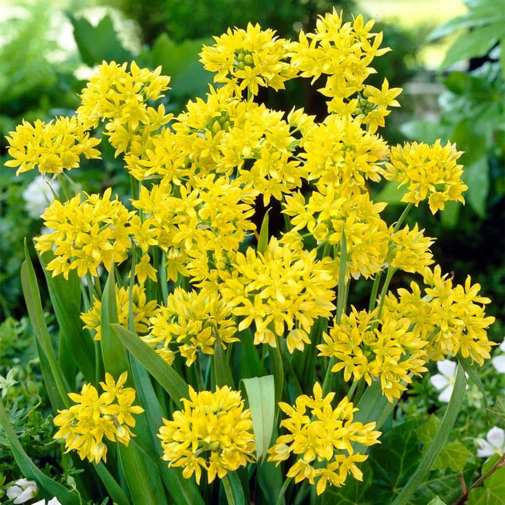 VAN ZYVERDEN Allium Collection Bulbs (150-Pack) 4 VAN ZYVERDEN Allium Collection Bulbs (150-Pack) - Image 2