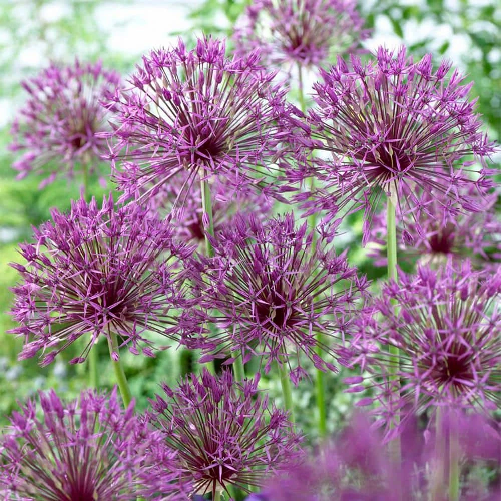 VAN ZYVERDEN Allium Purple Rain Bulbs (12-Pack) 3 VAN ZYVERDEN Allium Purple Rain Bulbs (12-Pack)
