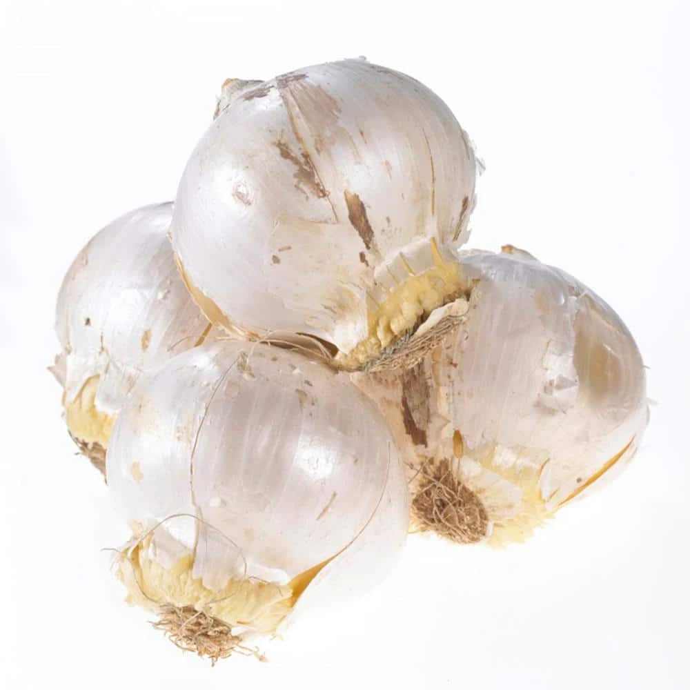 VAN ZYVERDEN Allium Globemaster Set of 3 Bulbs 8 VAN ZYVERDEN Allium Globemaster Set of 3 Bulbs - Image 6