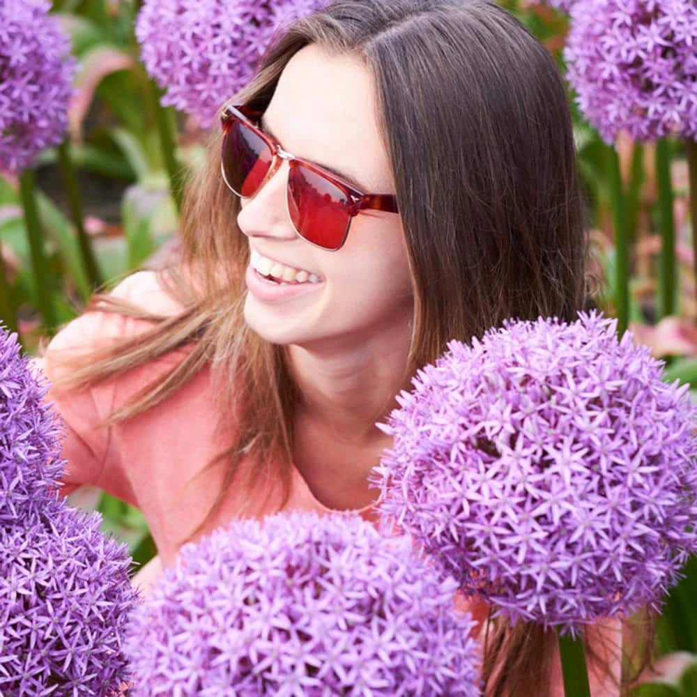 VAN ZYVERDEN Allium Globemaster Set of 3 Bulbs 6 VAN ZYVERDEN Allium Globemaster Set of 3 Bulbs - Image 4