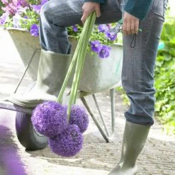 VAN ZYVERDEN Allium Ambassador Set of 3 Bulbs 10 VAN ZYVERDEN Allium Ambassador Set of 3 Bulbs -VAN ZYVERDEN shop van zyverden flower bulbs 87148 4f 1000