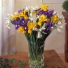 VAN ZYVERDEN Dutch Iris Mixed Bulbs Mammoth (Set of 25) -VAN ZYVERDEN shop van zyverden flower bulbs 87150 64 1000