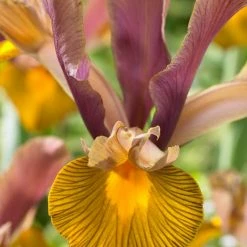 VAN ZYVERDEN Dutch Iris Bulbs Lion King (Set of 25)