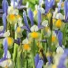 VAN ZYVERDEN Dutch Iris Bulbs Miss Saigon (Set of 25) 1 VAN ZYVERDEN Dutch Iris Bulbs Miss Saigon (Set of 25) -VAN ZYVERDEN shop van zyverden flower bulbs 87152 64 1000