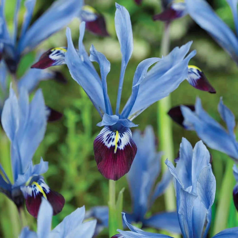 VAN ZYVERDEN Dwarf Iris Halkis Bulbs (Set of 25) 3 VAN ZYVERDEN Dwarf Iris Halkis Bulbs (Set of 25)