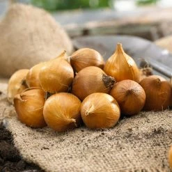 VAN ZYVERDEN shop -VAN ZYVERDEN shop van zyverden flower bulbs 87154 c3 1000