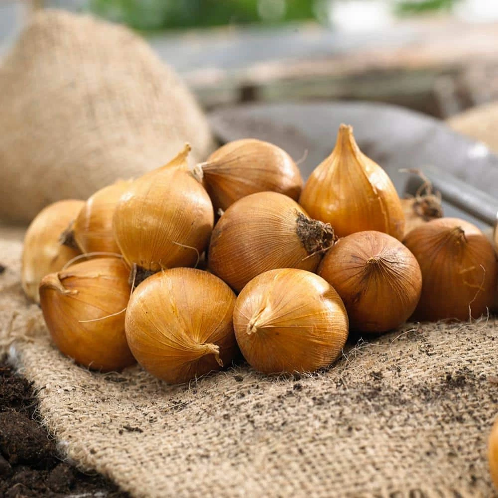 VAN ZYVERDEN Dwarf Iris Halkis Bulbs (Set of 25) 4 VAN ZYVERDEN Dwarf Iris Halkis Bulbs (Set of 25) - Image 2