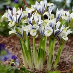 VAN ZYVERDEN Dwarf Iris Eye Catcher Bulbs (8-Pack)