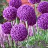 VAN ZYVERDEN Giant Allium Ambassador Set of 5 Mammoth Bulb 1 VAN ZYVERDEN Giant Allium Ambassador Set of 5 Mammoth Bulb -VAN ZYVERDEN shop van zyverden flower bulbs 87158 64 1000