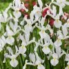VAN ZYVERDEN Dutch Iris White Van Vliet Set of 25 Bulbs -VAN ZYVERDEN shop van zyverden flower bulbs 87159 64 1000