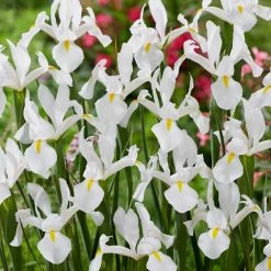 VAN ZYVERDEN Dutch Iris White Van Vliet Set of 25 Bulbs