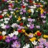 VAN ZYVERDEN Karma Cottage Garden Blend (Set of 50) -VAN ZYVERDEN shop van zyverden flower bulbs 87162 64 1000