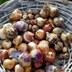 VAN ZYVERDEN Spring Blooming Patio Planter Kit with Decorative Faux Rattan Planter, Medium, Gloves and Set of 45 Bulbs -VAN ZYVERDEN shop van zyverden flower bulbs 87172 4f 1000