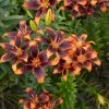 VAN ZYVERDEN Lilies Forever Susan Bulbs (Set of 5) 1 VAN ZYVERDEN Lilies Forever Susan Bulbs (Set of 5) -VAN ZYVERDEN shop van zyverden flower bulbs 87174 64 1000