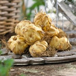 VAN ZYVERDEN shop -VAN ZYVERDEN shop van zyverden flower bulbs 87174 c3 1000