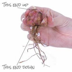 VAN ZYVERDEN Lilies Regale Bulbs (Set of 5) -VAN ZYVERDEN shop van zyverden flower bulbs 87177 1f 1000