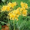 VAN ZYVERDEN Lycoris Bulbs Aurea (Set of 6) -VAN ZYVERDEN shop van zyverden flower bulbs 87180 64 1000