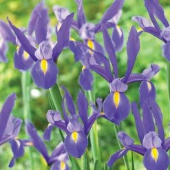 VAN ZYVERDEN Dutch Iris Blue Ribbon Set of 25 Bulbs