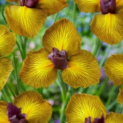 VAN ZYVERDEN Dutch Iris Picasso Set of 25 Bulbs -VAN ZYVERDEN shop van zyverden flower bulbs 87189 4f 1000