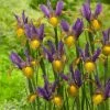 VAN ZYVERDEN Dutch Iris Picasso Set of 25 Bulbs -VAN ZYVERDEN shop van zyverden flower bulbs 87189 64 1000
