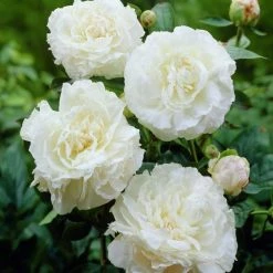 VAN ZYVERDEN Peonies Mother's Choice Set of 3 Roots