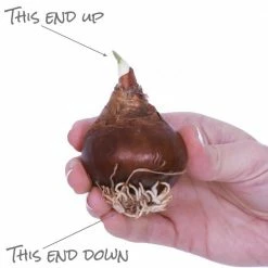 VAN ZYVERDEN Paperwhite Bulbs Kit With Artisan Decorative Planter (4-Pack) -VAN ZYVERDEN shop van zyverden flower bulbs 87221 1f 1000