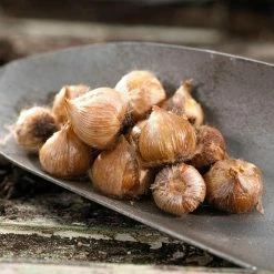 VAN ZYVERDEN Oxalis Bulbs Kit with Artisan Decorative Planter (6-Pack) -VAN ZYVERDEN shop van zyverden flower bulbs 87223 4f 1000