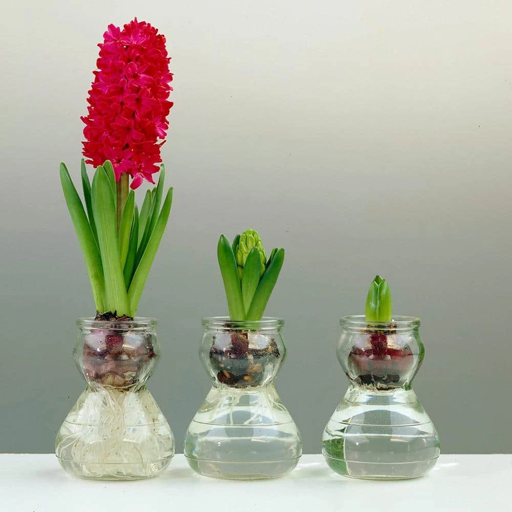 VAN ZYVERDEN Red Hyacinth Bulb Kit with Clear Artisan Glass 3 VAN ZYVERDEN Red Hyacinth Bulb Kit with Clear Artisan Glass