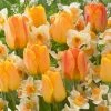 VAN ZYVERDEN Orange Spring Flowering Garden Blend Bulbs (Set of 25) 1 VAN ZYVERDEN Orange Spring Flowering Garden Blend Bulbs (Set of 25) -VAN ZYVERDEN shop van zyverden flower bulbs 87239 64 1000
