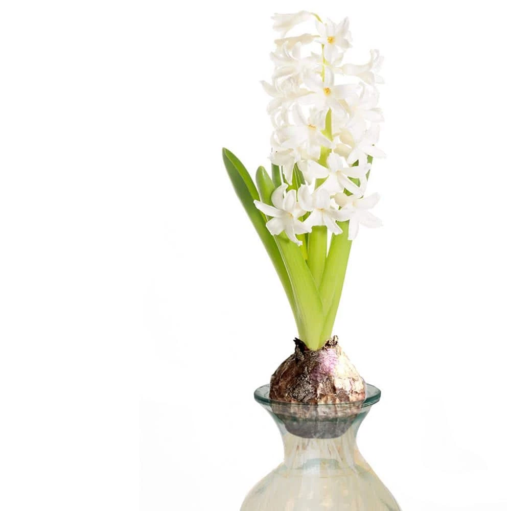 VAN ZYVERDEN White Hyacinth Kit with Clear Artisan Glass 3 VAN ZYVERDEN White Hyacinth Kit with Clear Artisan Glass
