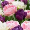 VAN ZYVERDEN Tulips Double Peony Blend Set of 25 Bulbs -VAN ZYVERDEN shop van zyverden flower bulbs 87372 64 1000