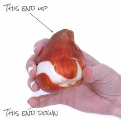 VAN ZYVERDEN Tulips Rodeo Blend (Set of 15 Bulbs) -VAN ZYVERDEN shop van zyverden flower bulbs 87375 1f 1000