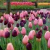 VAN ZYVERDEN Tulips Rodeo Blend (Set of 15 Bulbs) 1 VAN ZYVERDEN Tulips Rodeo Blend (Set of 15 Bulbs) -VAN ZYVERDEN shop van zyverden flower bulbs 87375 64 1000