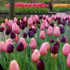 VAN ZYVERDEN Tulips Rodeo Blend (Set of 15 Bulbs)