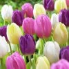 VAN ZYVERDEN Tulips Easter Basket Mixture Set of 25 Bulbs 1 VAN ZYVERDEN Tulips Easter Basket Mixture Set of 25 Bulbs -VAN ZYVERDEN shop van zyverden flower bulbs 87379 64 1000
