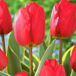 VAN ZYVERDEN Tulips Voyager Set of 12 Bulbs
